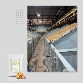 CHILEAN WALNUT – WHOLESALE NATURAL, HIGH-QUALITY SERR & CHANDLER WALNUT VARIETIES